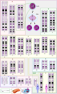 Schematic karyogram of a human, showing 22 homologous chromosome pairs, both the female (XX) and male (XY) versions of the sex chromosome (bottom right), as well as the mitochondrial genome (at bottom left)
Further information: Karyotype Human karyotype with bands and sub-bands.png