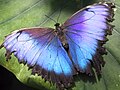 Morpho butterfly