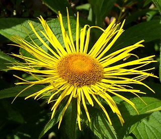 <i>Inula hookeri</i> Species of flowering plant