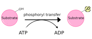 <span class="mw-page-title-main">Protein kinase</span> Enzyme that adds phosphate groups to other proteins