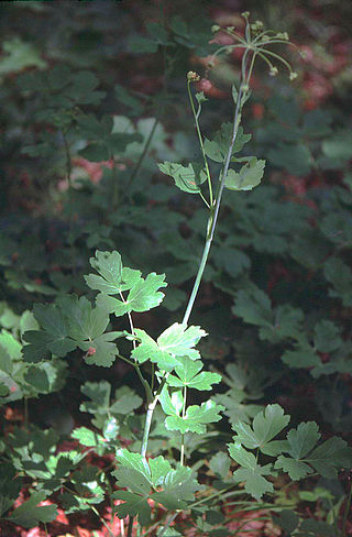 <i>Laser</i> (plant) Monotypic genus of flowering plant