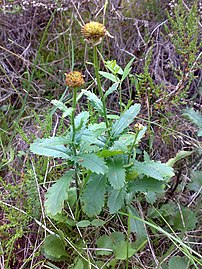 Leucanthemum vulgare 08.jpg