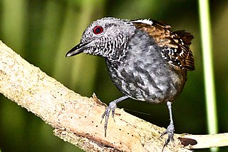 <span class="mw-page-title-main">Magdalena antbird</span> Species of bird