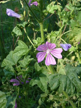 Miškinė dedešva (Malva sylvestris)