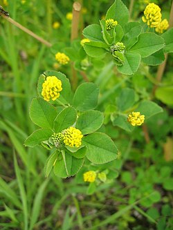 Apyninė liucerna (Medicago lupulina)