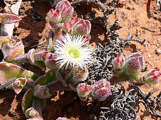 <span class="mw-page-title-main">Aizoaceae</span> Family of dicotyledonous flowering plants