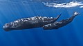 Image 15 Sperm Whale Photograph: Gabriel Barathieu The sperm whale is the largest toothed animal on Earth. The species was hunted extensively by humans throughout history, until protected by a worldwide moratorium on whaling starting in 1985–86. More selected pictures