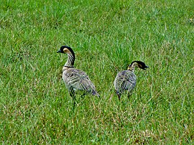 Nene, Passerine Kauai, Princeville Ranch