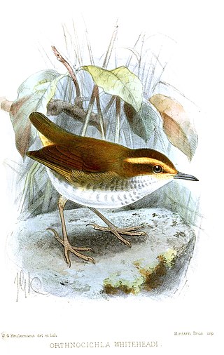 <span class="mw-page-title-main">Bornean stubtail</span> Species of bird