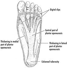 Drawing of the plantar fascia PF-PlantarDesignCrop.jpg