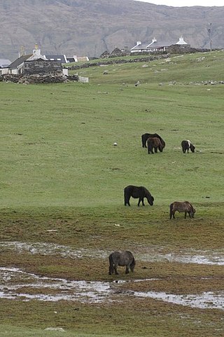 <span class="mw-page-title-main">Shetland animal breeds</span> Animal breeds of the Shetland Islands of Scotland