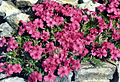 Phlox 'Petra'