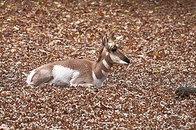 Pronghorn (Antilocapra americana)