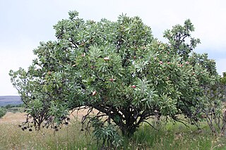 <i>Protea caffra</i> Species of African sugarbush