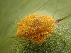 Puccinia recondita (136).jpg