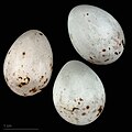 * Kandidimi eggs of Eurasian bullfinch (pileata) - Oeufs de Bouvreuil pivoine (pileata) --Ercé 07:37, 17 September 2024 (UTC) * E miratuar Good quality --Llez 12:22, 17 September 2024 (UTC)