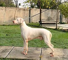 Rajapaalayam Dog.jpg