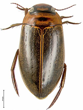 <i>Rhantus</i> Genus of beetle