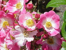 'Richard Strauss' Rosa sp.239.jpg