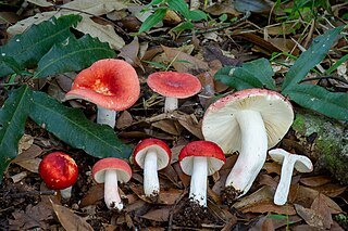 <i>Russula</i> Genus of fungi