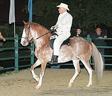 The arrangement of irregular white markings on this Paso Fino is typical of heterozygous Sabino-1, other sabino-like patterns, and some alleles of dominant white. Such ambiguous white markings are usually called "sabino" in the absence of a DNA test to determine the genetic mechanism actually involved. Sabino-Pinto-Puerto-Rican-Paso-Fino.jpg