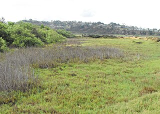 <span class="mw-page-title-main">Brackish marsh</span> Marsh with brackish level of salinity