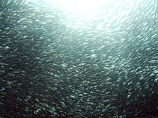 <span class="mw-page-title-main">Sardine</span> Common name for various small, oily forage fish