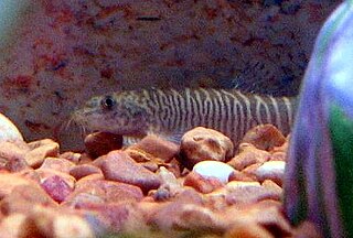 <i>Schistura</i> Genus of fishes