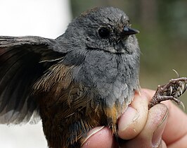 Perijátapaculo