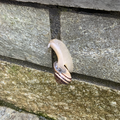 Snail climbing stone slabs at Servia, Greece. The shell is so heavy that its bottom side becomes visible.