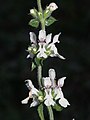 Stachys recta