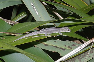 <span class="mw-page-title-main">Stephen's Island gecko</span> Species of reptile