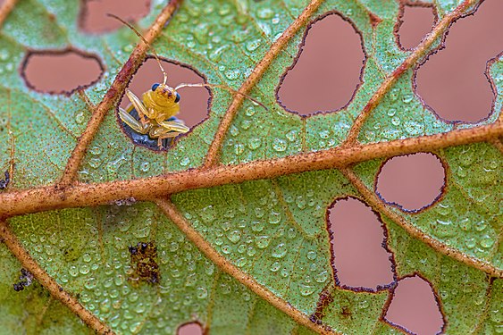 Nepal: Aulacophora indica-kever