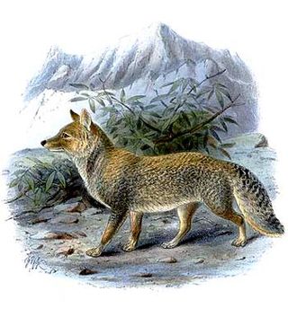 <span class="mw-page-title-main">Tibetan fox</span> Species of true fox