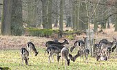 Freilaufendes Wild im Tiergarten