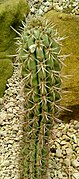 Trichocereus taquimbalensis