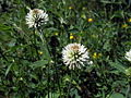 Kalninis dobilas (Trifolium montanum)