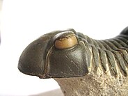 Trilobites Holochroal Eye.JPG