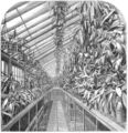 Nepenthes house of the Veitch Nurseries