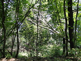 In de loofbossen van Biosfeerreservaat Voronezjski