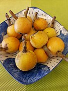 Japanische Wollmispel (Loquat, Nespoli)