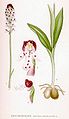 Neotinea ustulata (as syn. Orchis ustulatus) plate 403 in: C.A.M Lindman: Bilder ur Nordens Flora (Orchidaceae) (1917-1927)