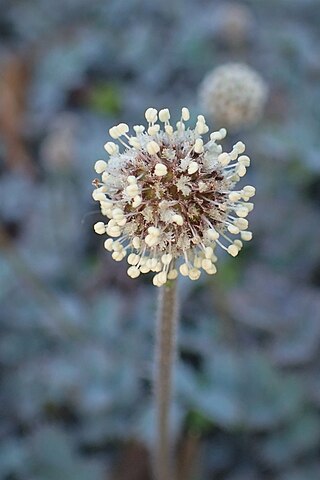 <i>Acaena caesiiglauca</i> Species of flowering plant