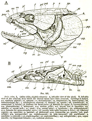 <span class="mw-page-title-main">Hyomandibula</span> Set of bones in most fishes that plays a role in suspending the jaws