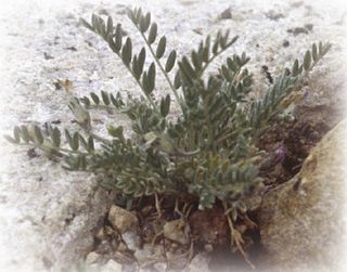 <i>Astragalus molybdenus</i> Species of flowering plant in the pea family