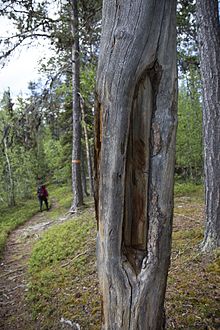 Arbre avec une grande cicatrice près d'un chemin de randonnée.