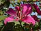 Flower of Hong Kong - Bauhinia Blakeana