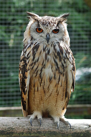 <span class="mw-page-title-main">Horned owl</span> Genus of birds (Bubo)