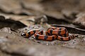 Calliophis bibroni