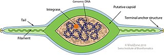 <span class="mw-page-title-main">Bicaudaviridae</span> Family of viruses